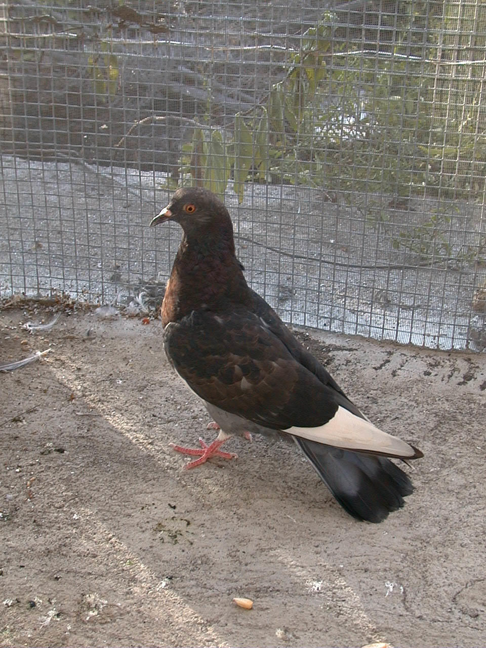 Rock pigeon, Columba livia Photo: R.B. Phillips.